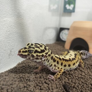 レオパ　ハイイエロー　里親決定しました。