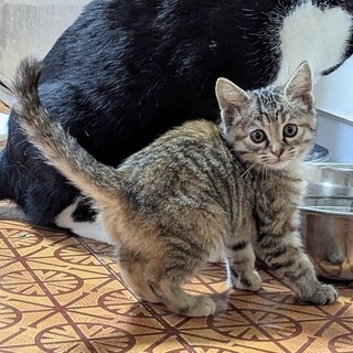 ちょっとシャイな優しい穏やかすももちゃん