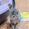 ちょっとシャイな優しい穏やかすももちゃん サムネイル2