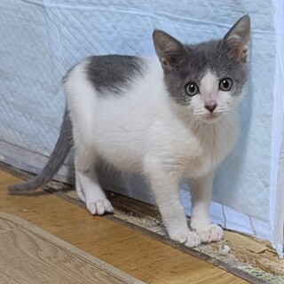 抱っこ大好き元気な女の子ミコちゃん