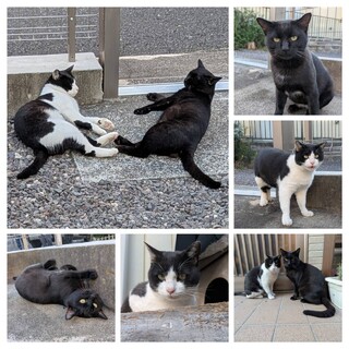 穏やかで懐っこい2匹を一緒に迎えてくださる方募集！