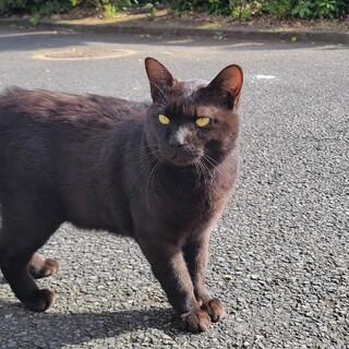 人懐っこい猫ちゃんです