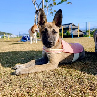とても賢い女の子【リルーちゃん】