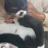 7ヶ月黒白メス サムネイル4