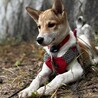板垣君によく似ているつぶらな瞳の仔犬 サムネイル3