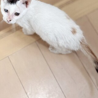 白黒？白三毛！膝乗り猫ぼたん♥2カ月半