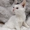 白黒？白三毛！膝乗り猫ぼたん♥2カ月半 サムネイル3