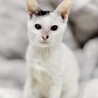 白黒？白三毛！膝乗り猫ぼたん♥2カ月半 サムネイル2