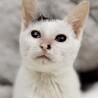 白黒？白三毛！膝乗り猫ぼたん♥2カ月半 サムネイル4