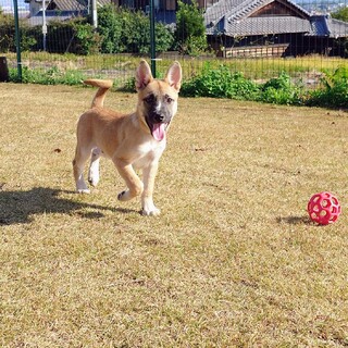 愛されキャラの末っ子【スパークくん】