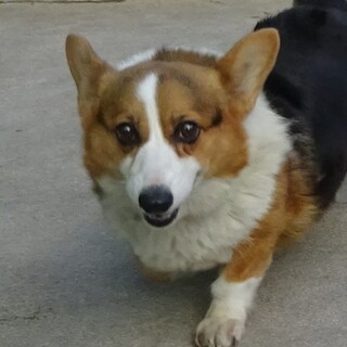 とても可愛いコーギーです。