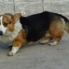 とても可愛いコーギーです。 サムネイル2