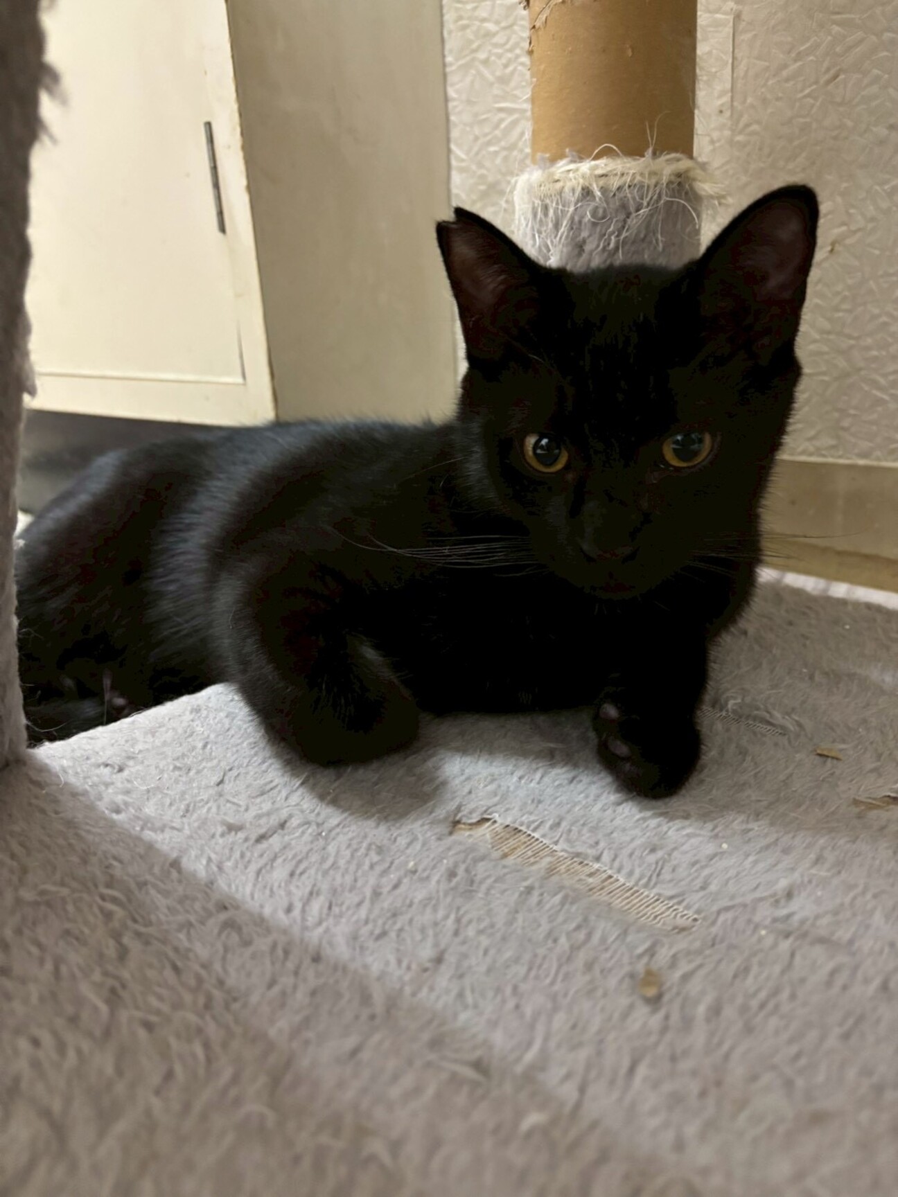 冒険家の⭐︎大黒くん サムネイル1