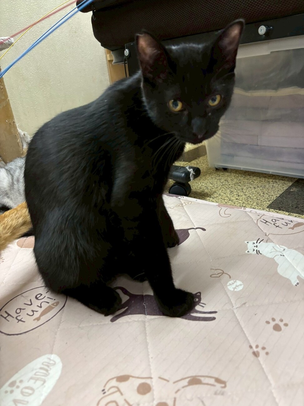 冒険家の⭐︎大黒くん サムネイル2