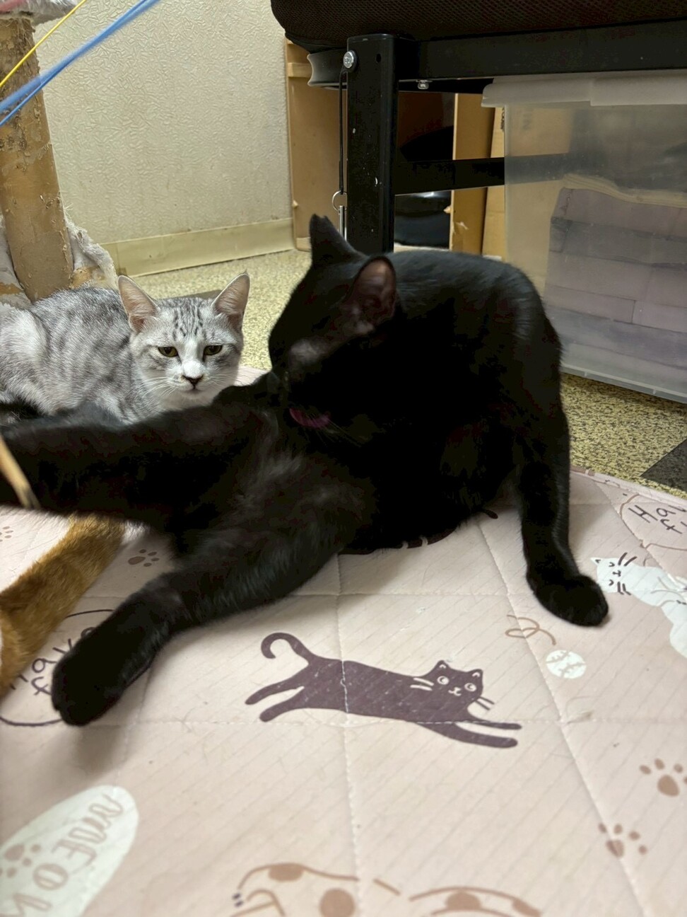 冒険家の⭐︎大黒くん サムネイル3