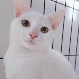 順調に人馴れ中❤️白子猫うさぎ