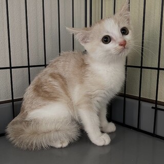 パステル茶白の男の子‪‪❤︎‬ひまわり君2ヶ月