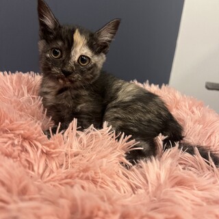 おっとり優しいサビ猫のケイトちゃん‪‪❤︎‬2ヶ月