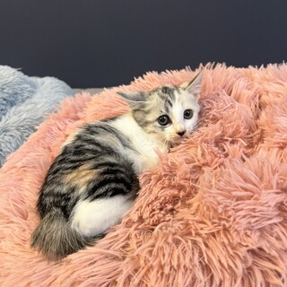 パステル三毛のコスモスちゃん‪‪❤︎‬2ヶ月