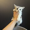 パステル三毛のコスモスちゃん‪‪❤︎‬2ヶ月 サムネイル3