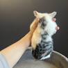 パステル三毛のコスモスちゃん‪‪❤︎‬2ヶ月 サムネイル4