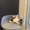 パステル三毛のコスモスちゃん‪‪❤︎‬2ヶ月 サムネイル5