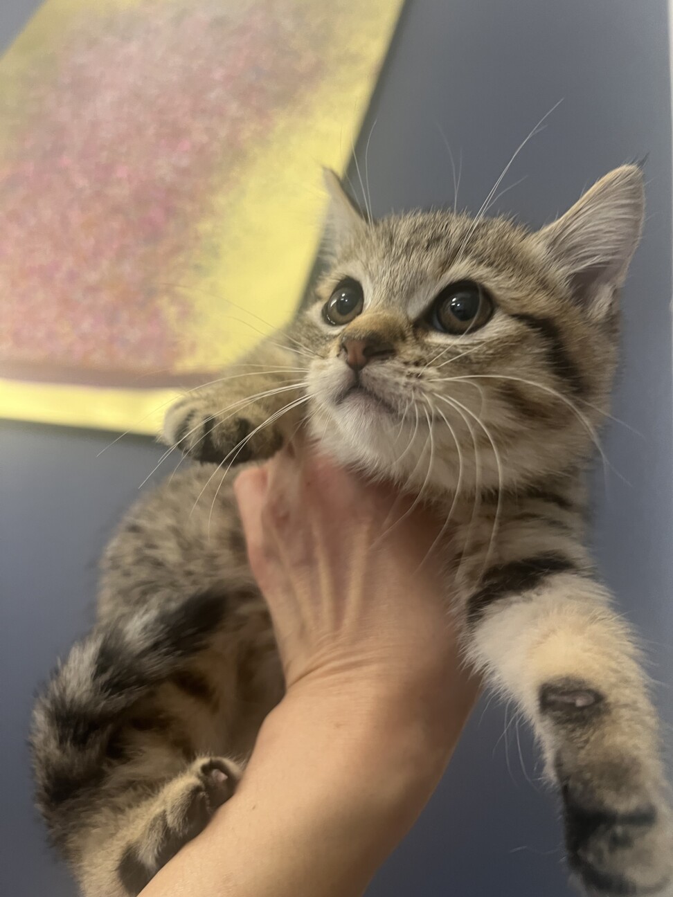 フワフワ丸々まりもちゃん‪‪❤︎‬2ヶ月 サムネイル2