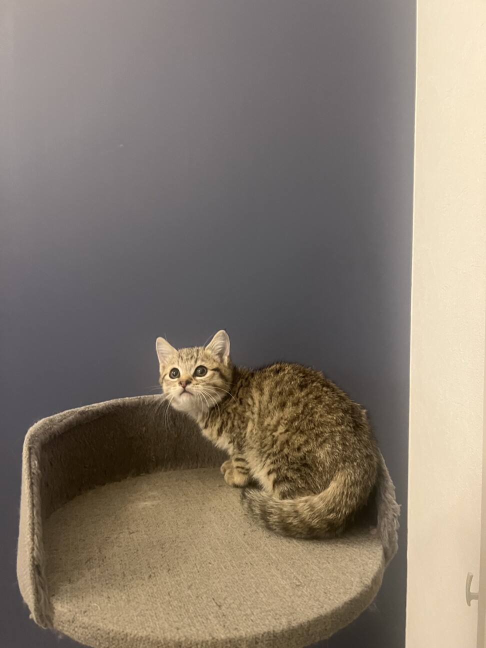 フワフワ丸々まりもちゃん‪‪❤︎‬2ヶ月 サムネイル3