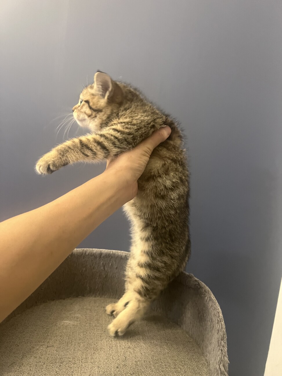 フワフワ丸々まりもちゃん‪‪❤︎‬2ヶ月 サムネイル4