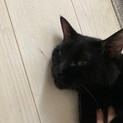 黒猫男の子と三毛猫女の子の兄弟猫の里親さん募集