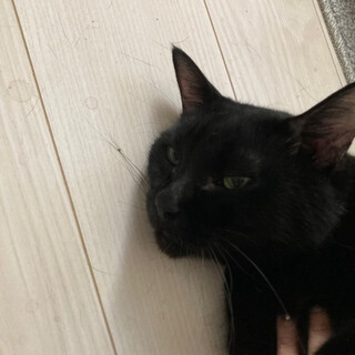 黒猫男の子と三毛猫女の子の兄弟猫の里親さん募集