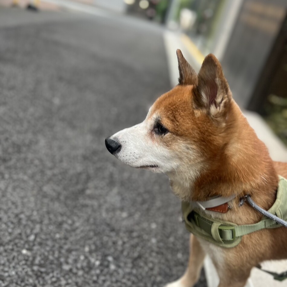 オリバーのカバー写真