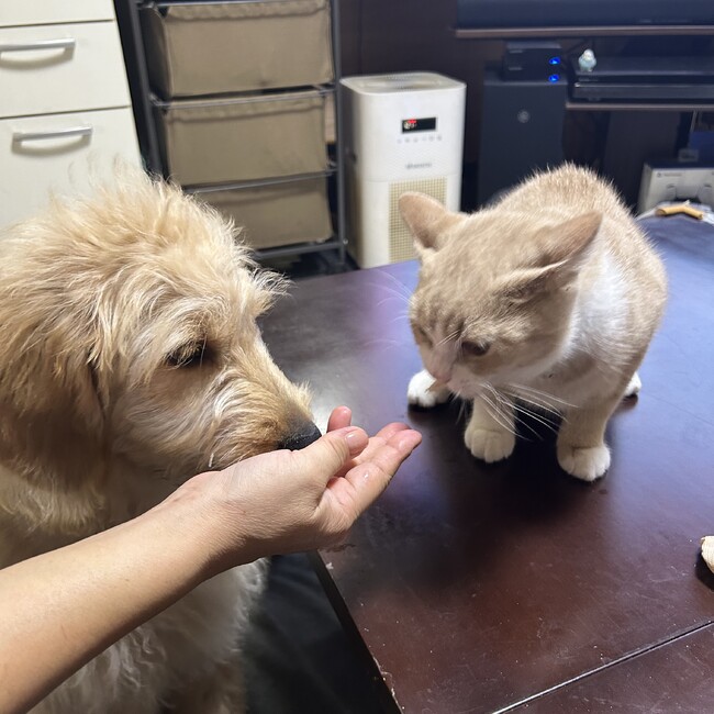 sa10chanのカバー写真