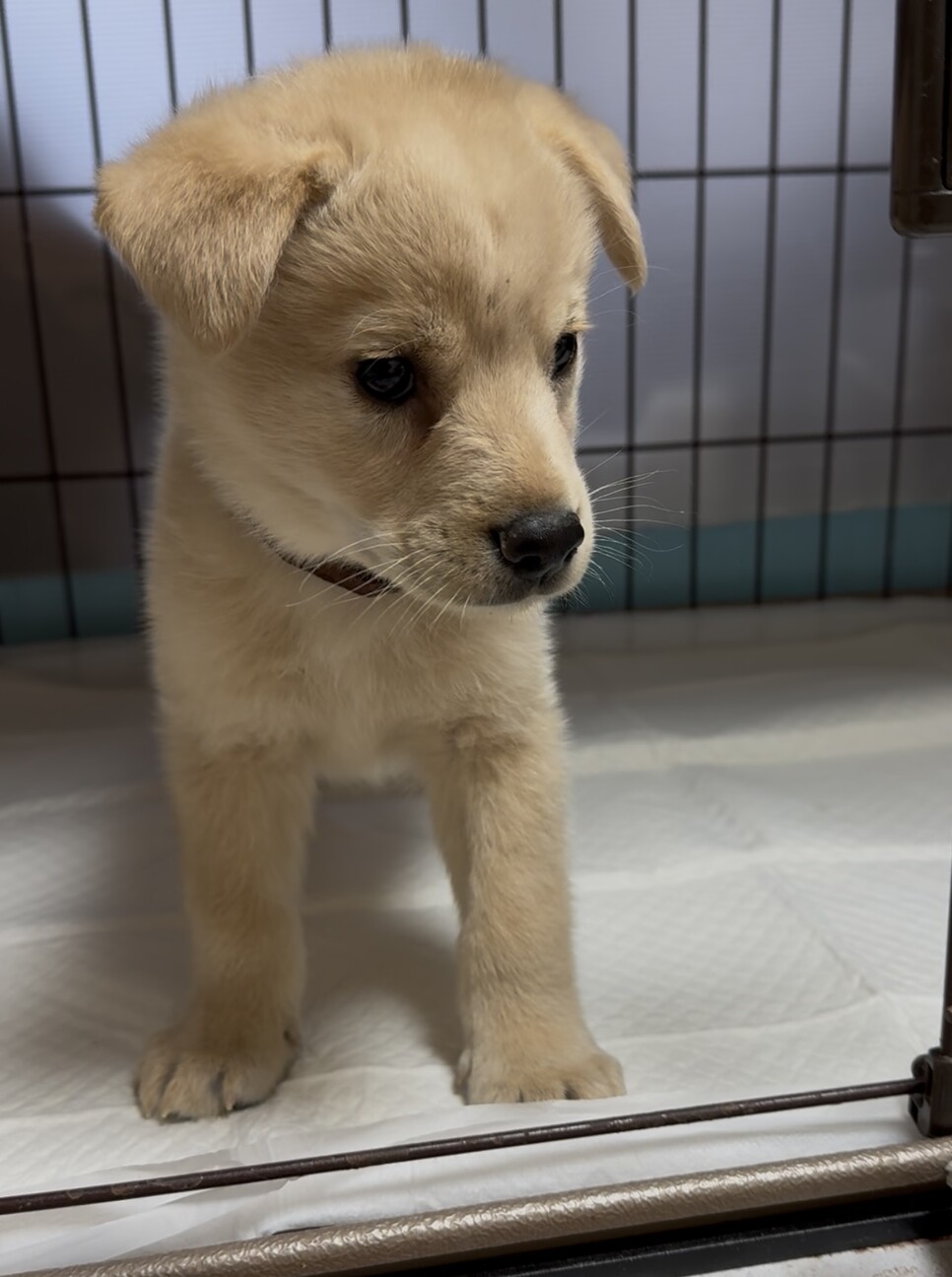 応募多数のため募集停止します サムネイル2