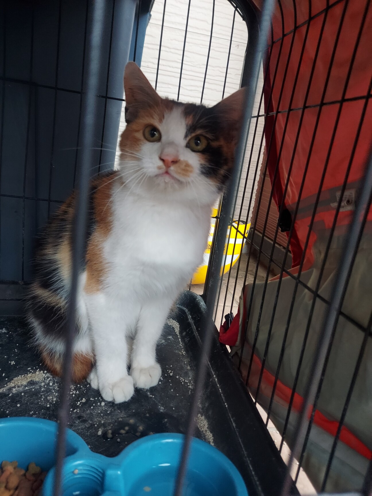 三毛猫ちゃん推定半年の女の子」茨城県 - 猫の里親募集(530058