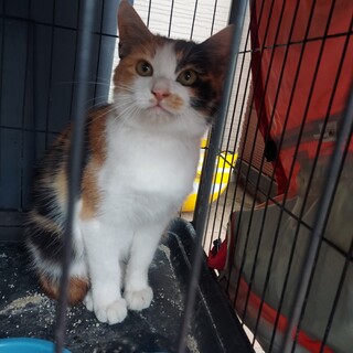 三毛猫ちゃん推定半年の女の子