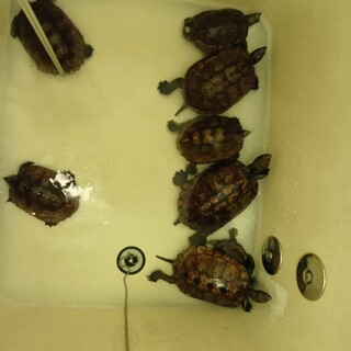 (募集締切)ニホンイシガメの里親様募集中