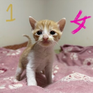 元気いっぱいの子猫たちの里親募集！