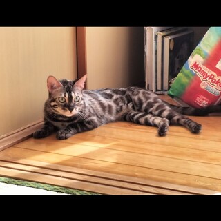 美しいベンガル