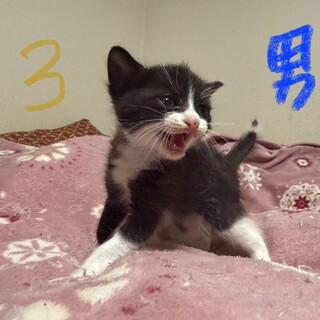 にぎやかで遊び好きな男の子