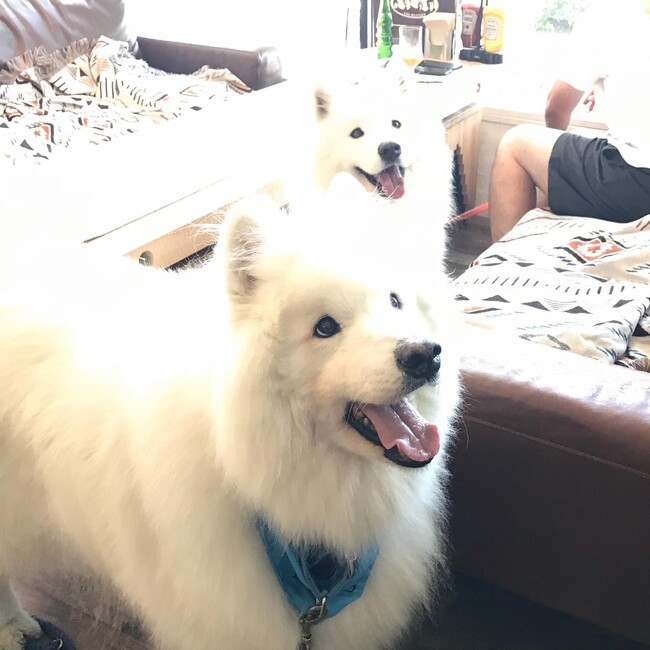 hys_toshiのカバー写真