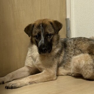 小麦(旧ミル)ちゃん