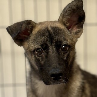 小春(旧カコ)ちゃん