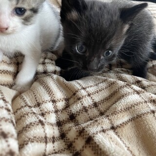 子猫ちゃんになります。