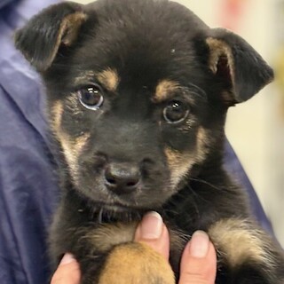 25-M247 とっても利口です！！