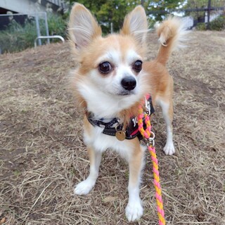 本当は甘えん坊　ロングコートチワワのジャックくん