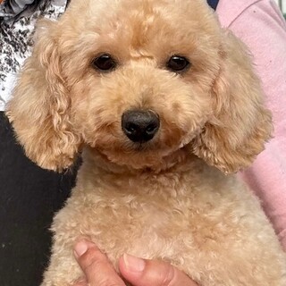 25-W166　短足可愛いプードルちゃん