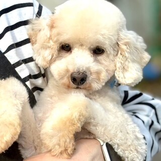 25-M172 真っ白可愛いコル君♪