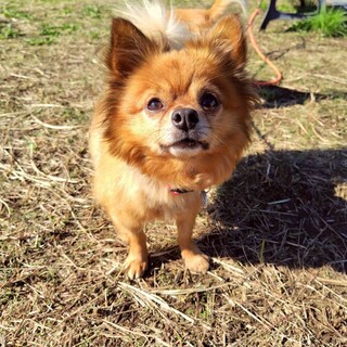 人が大好き　ポメチワmix ランタンくん　5歳