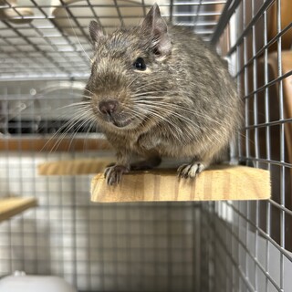 デグー3歳メス　不正咬合持ちです